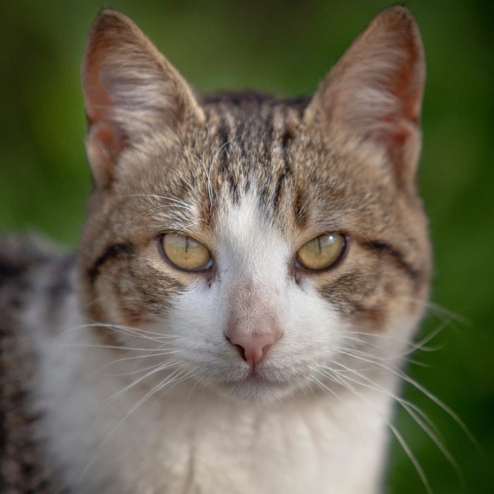キジトラ白猫のこはく
